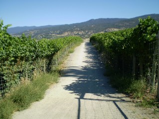 Trail passes through vineyards north of Penticton, Kettle Valley Railway Penticton to Naramata, 2011-08.